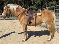 Yegua, Haflinger — foto 4