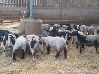 मेढ़ा, White Suffolk sheep — फ़ोटो 2
