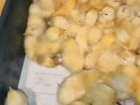 Chickens — zdjęcie 2