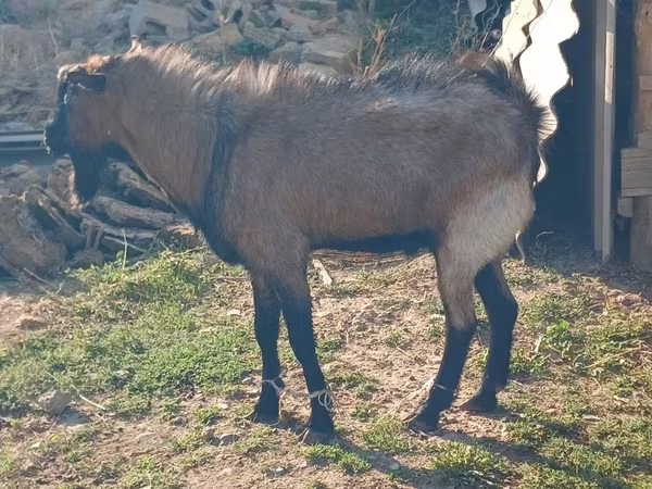 Goat, Goats