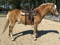 Yegua, Haflinger — foto 5