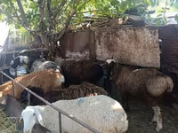 母羊, Rhon sheep — 照片 7