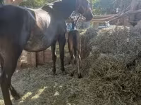 Mare, Horses — photo 1