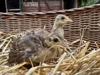 Guinea fowl — 照片 3