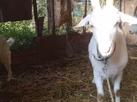 母山羊, Saanen goat — 照片 1