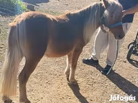 雄馬, Shetland Pony — 写真 1