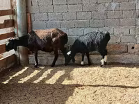 母羊, Sheep — 照片 6