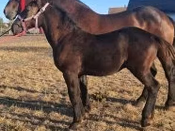 Кінь, Percheron