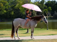 Stute, Skyros Pony — Foto 8
