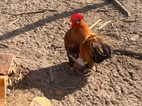 Bantam de Pequim — foto 3