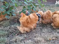 Pekin-Zwerg — Foto 1
