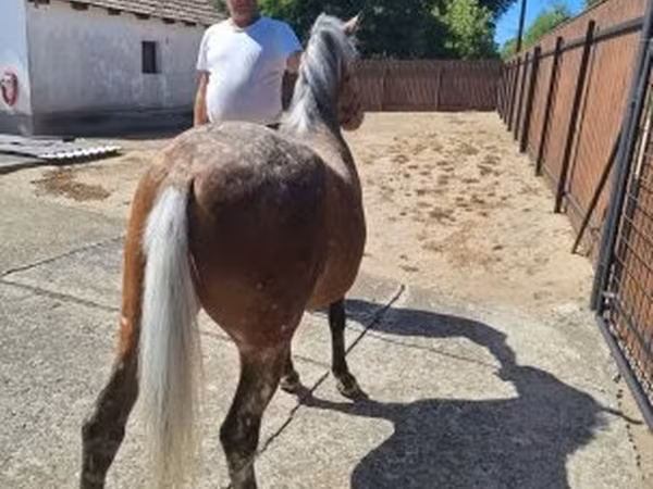 Yegua, Caballos