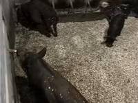 Boar, Мангалица — photo 2