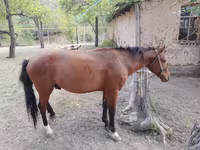 حصان, Karachay horse — الصورة 5