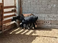 母羊, Sheep — 照片 5