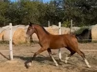 Kůň, Dutch warmblood horse — foto 3