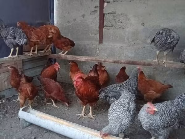 प्लायमाउथ रॉक