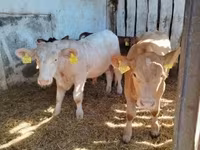 सांड, Simmental cattle — फ़ोटो 2