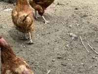 Chickens — zdjęcie 4