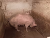 雌豚, 豚 — 写真 6
