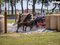 Koń, Hungarian horse breed — zdjęcie 2
