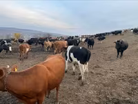 Byk, Russian Black pied cattle — zdjęcie 1