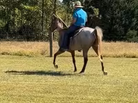 Cheval, Rocky Mountain Horse — photo 7