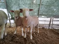 母羊, Ile-de-France sheep — 照片 3