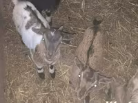Koza, Dutch Landrace goats — foto 1