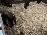 Boar, Мангалица — photo 6