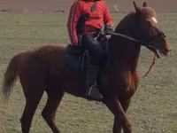 حصان, Trakehner — الصورة 4