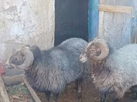 Carnero, Arabi sheep — foto 2