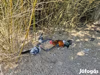 Ayam Ketawa — photo 4