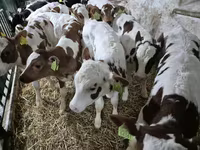 Taureau, Simmental cattle — photo 1