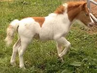Mare, Miniature horse — photo 3