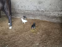 Bantam — Foto 3