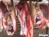 Pigs (batch, sex not specified), Мангалица — photo 2