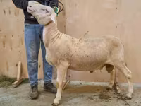 Widder, Lacaune sheep — Foto 1