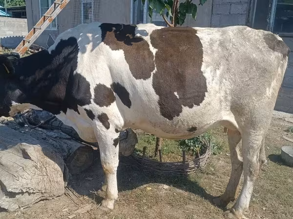 Cow, Russian Black pied cattle