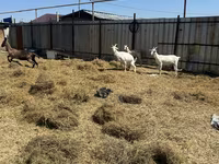 Ziege, Saanen goat — Foto 3