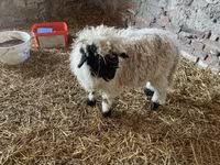 मेढ़ा, Wallis Country sheep — फ़ोटो 3