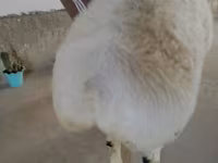 Bélier, Beltex sheep — photo 2