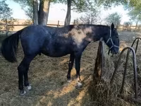公马, Lipizzaner — 照片 1