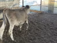 Byk, Swiss cattle — zdjęcie 2
