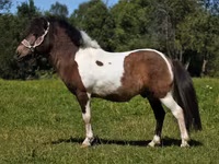 Cheval, American shetland pony — photo 5