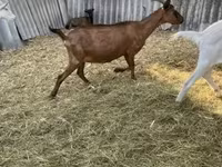 Boucs, Alpine goat — photo 6