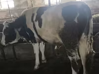 Toro, Simmental cattle — foto 8