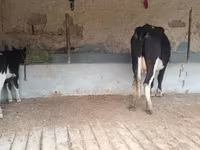 Krava, Latvian Blue cattle — foto 7