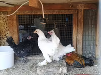 Chickens — photo 1