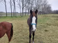 घोड़ा, Hungarian horse breed — फ़ोटो 5